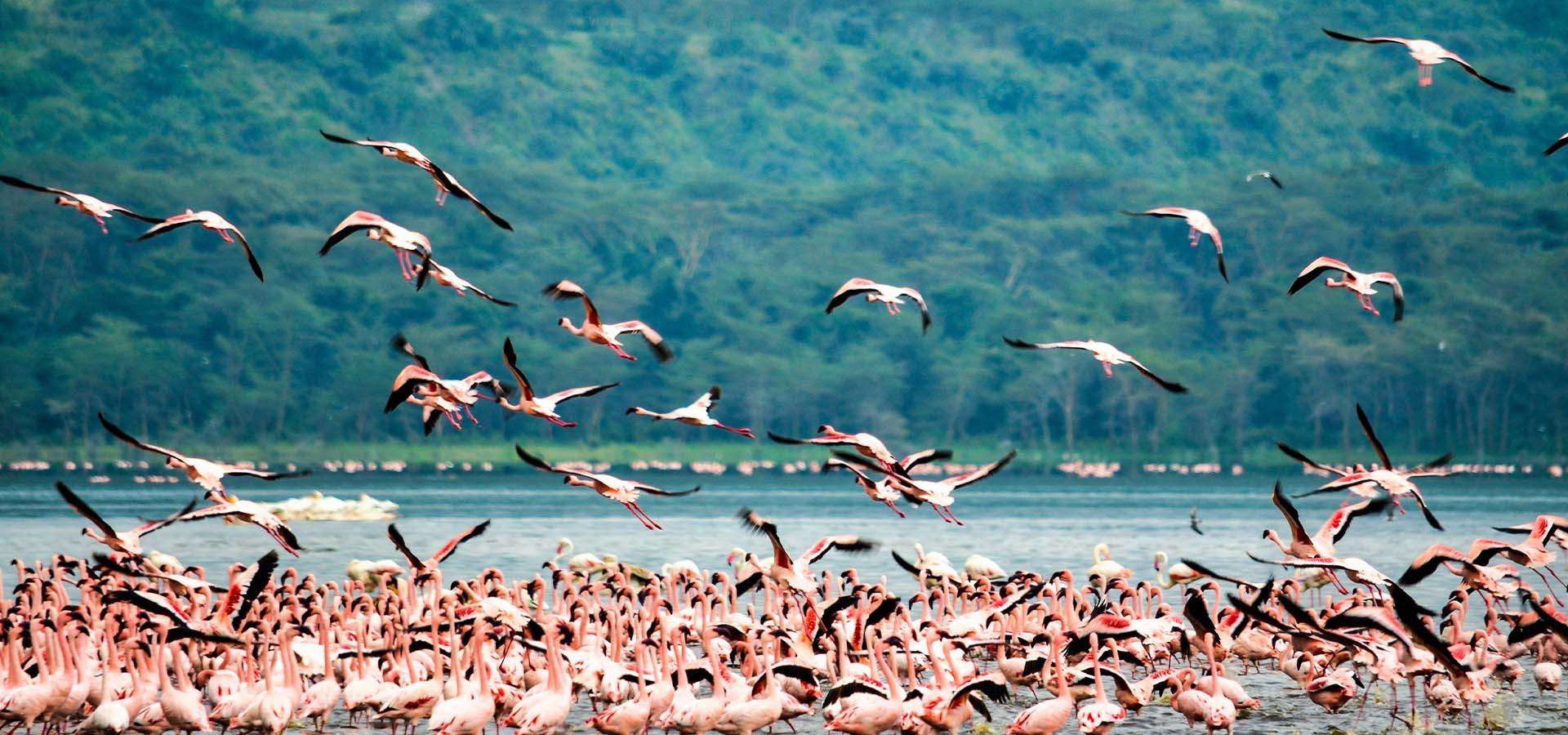 Lake Nakuru