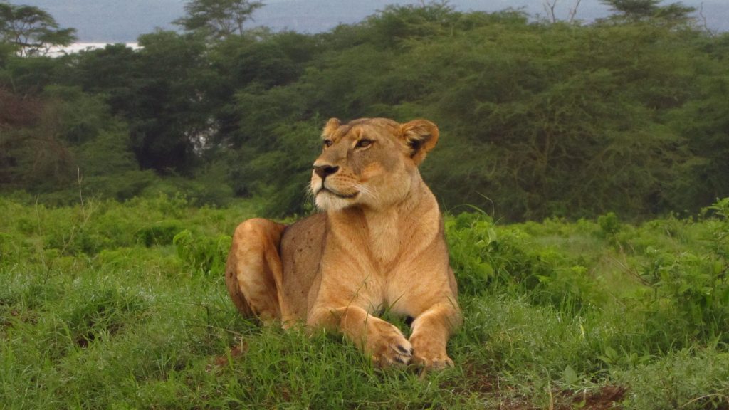 Kenya and Tanzania Safari