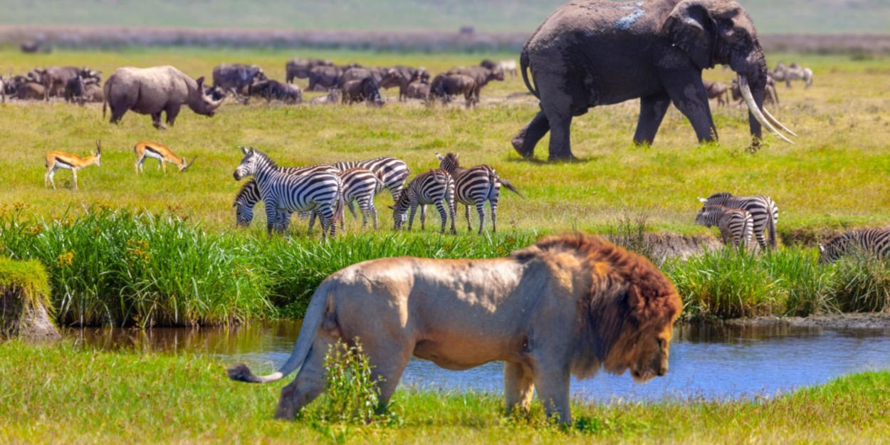 Kenya Safaris