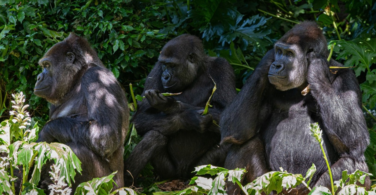 Bwindi gorilla trekking