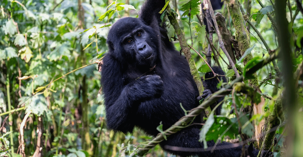 Kibale chimpanzees