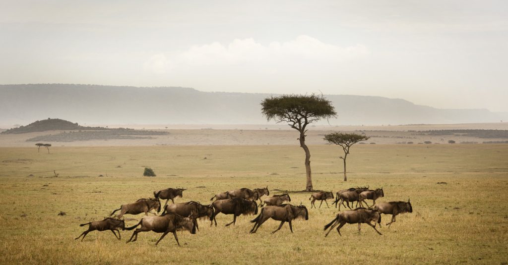 Great Migration in Serengeti