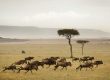 Great Migration in Serengeti
