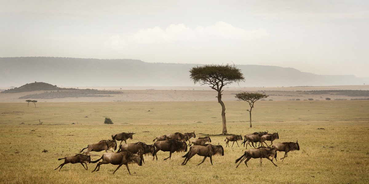 Great Migration in Serengeti Great Migration in Serengeti