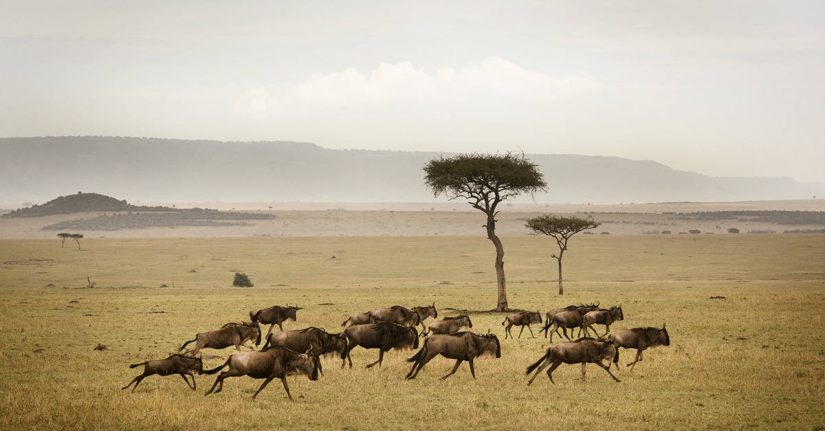 Great Migration in Serengeti Great Migration in Serengeti