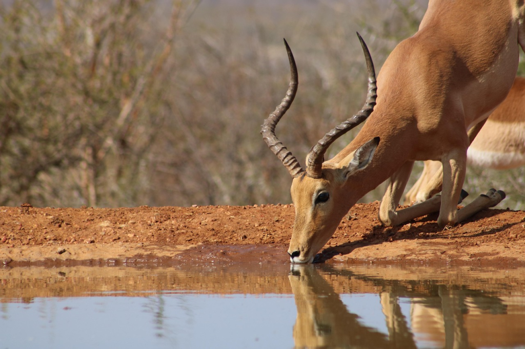 Kenya Safari Package