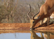 Kenya Safari Package