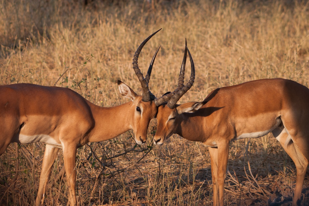 Kenya Safari Package