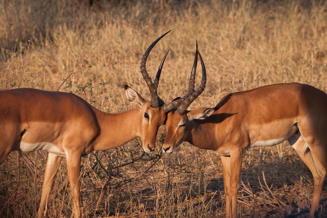 Kenya Safari Package