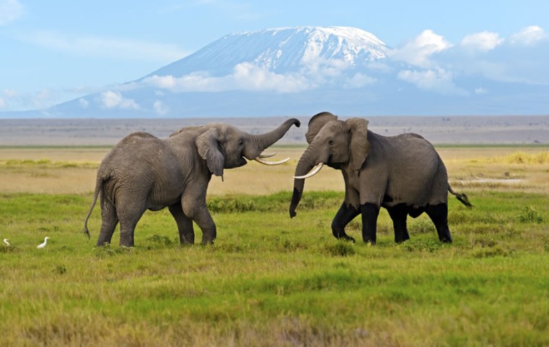 Amboseli
