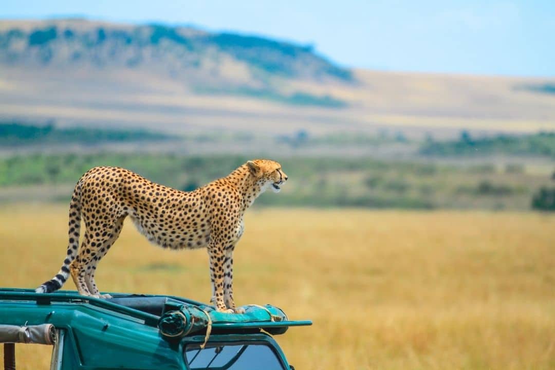 Masai Mara